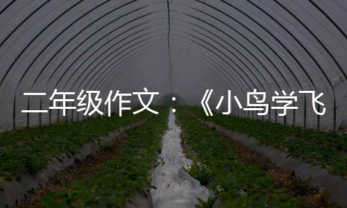 二年小文鸟学级作飞翔